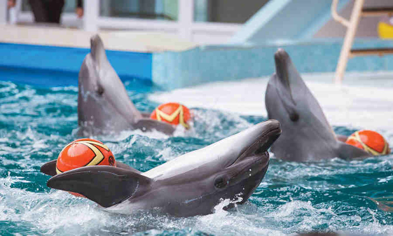 Плавание с дельфинами на отдыхе в Крыму